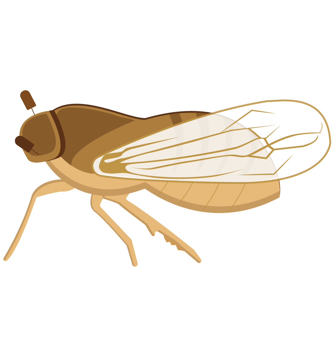 Insecticide