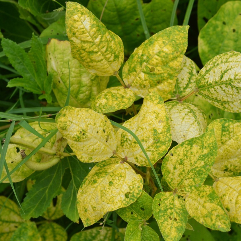 Yellow Mosaic Virus Disease
