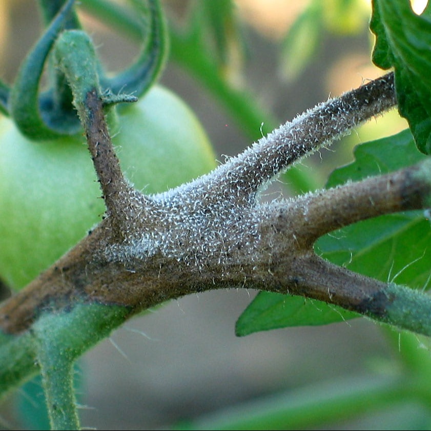 Late blight