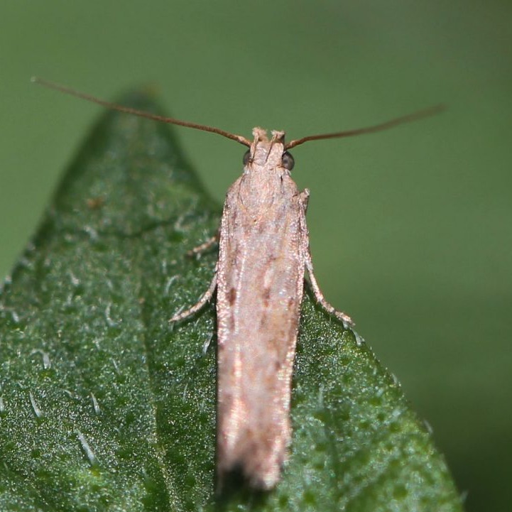 Potato Tuber Moth