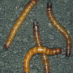 Wireworm