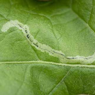 Potato leaf miner