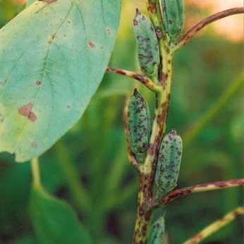 Bacterial leaf spot of Sesame