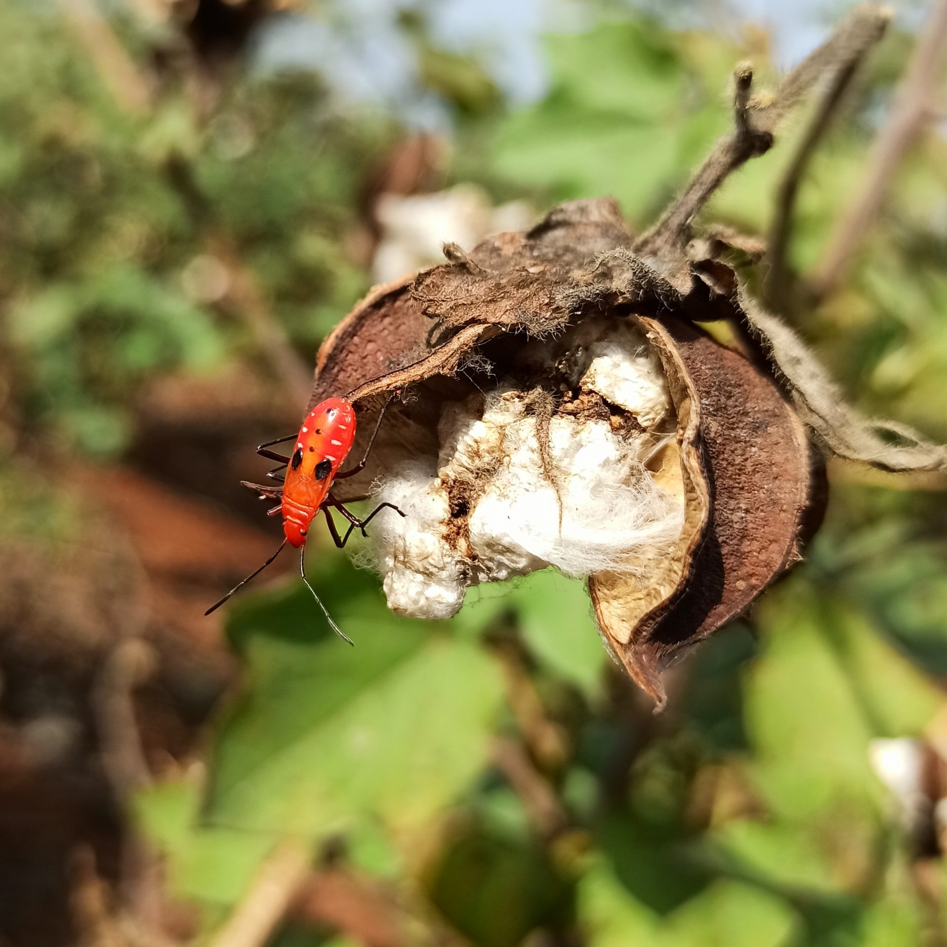 Red cotton bug