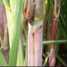 Spotted borer/ Internode Borer