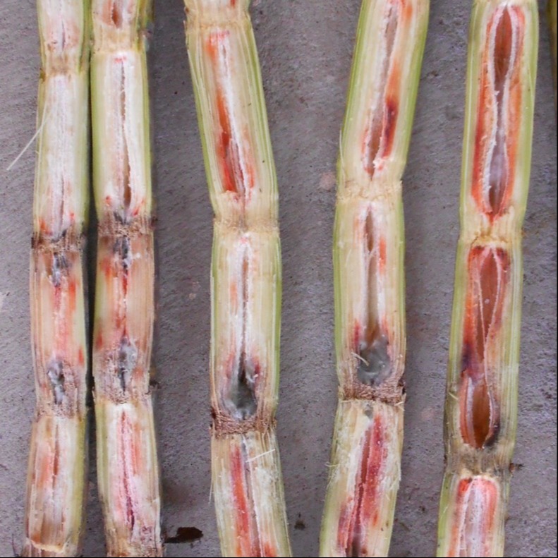 Red Rot
