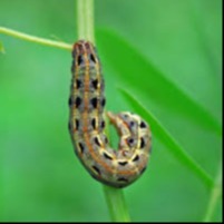 Tobacco Cutworm
