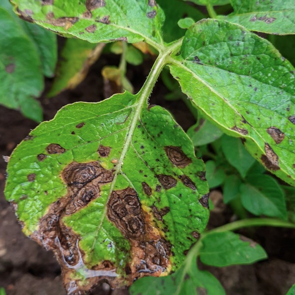 Early blight