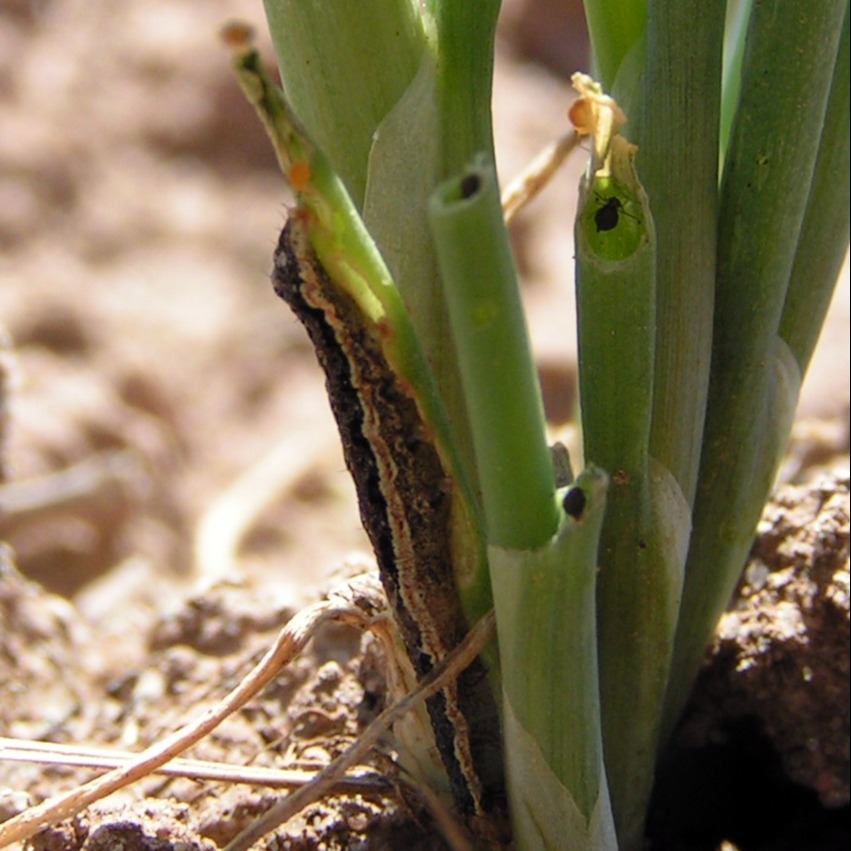 Armyworm/ Beet armyworm
