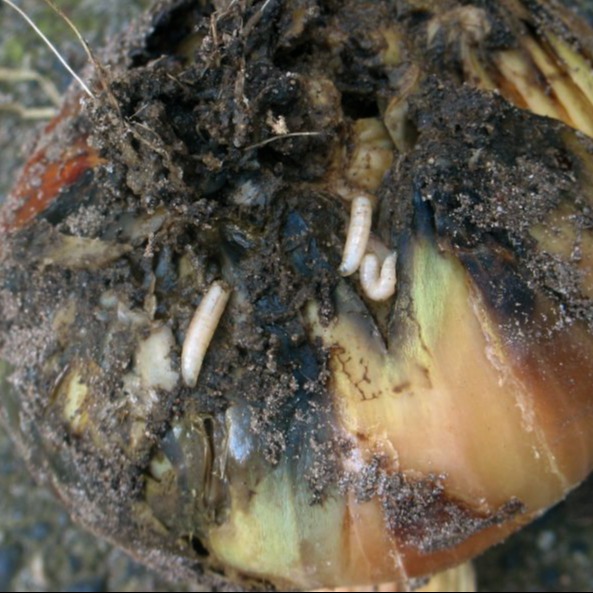 Onion fly/ Maggot