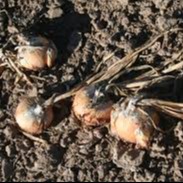 Neck and bulb rot of onion