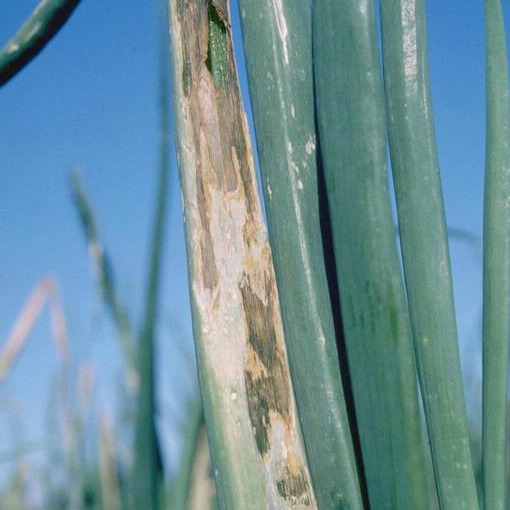 Bacterial Leaf Blight