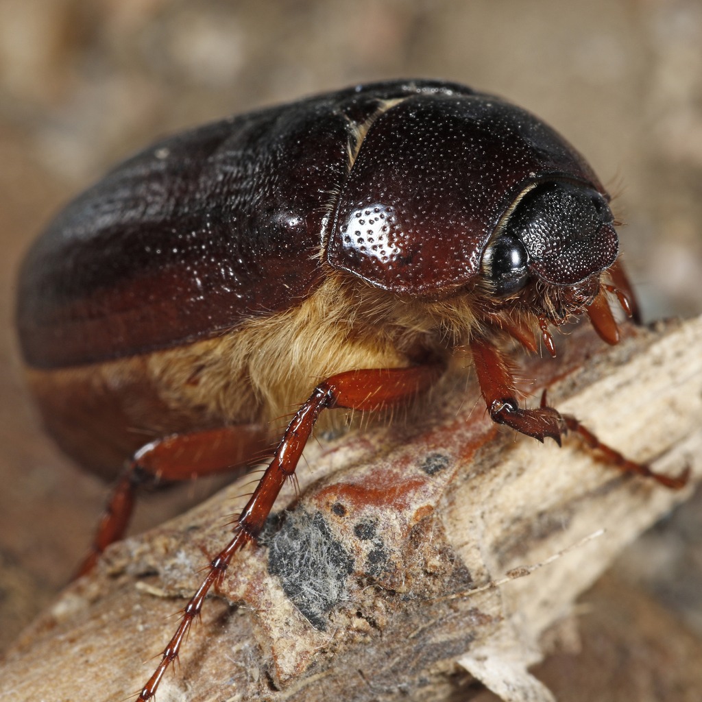 May June Beetle