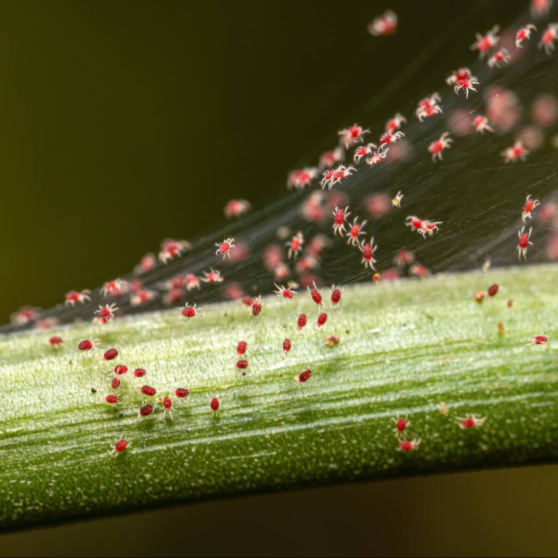 Red Spider Mite
