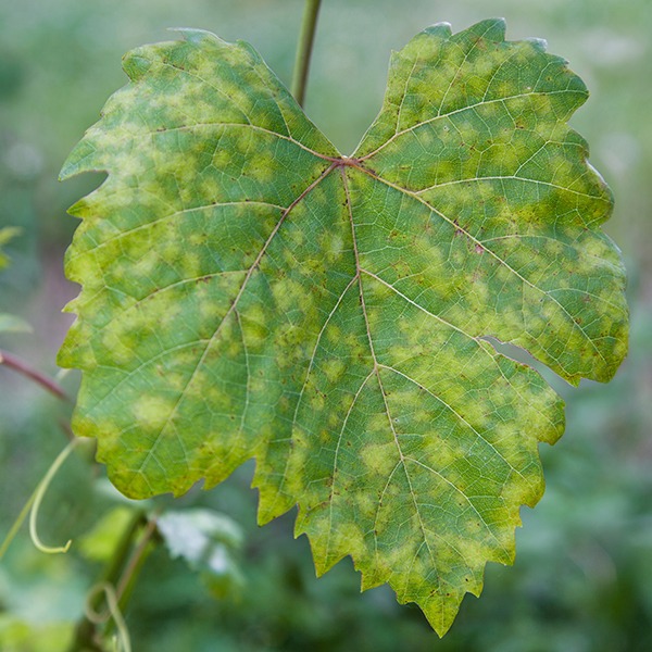 Downy mildew