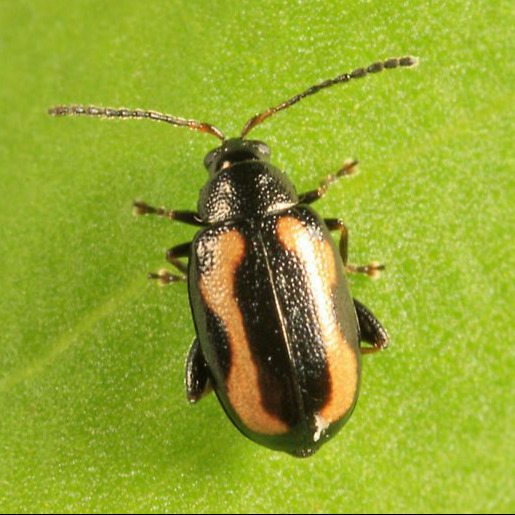 Flea beetle