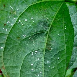 Whitefly