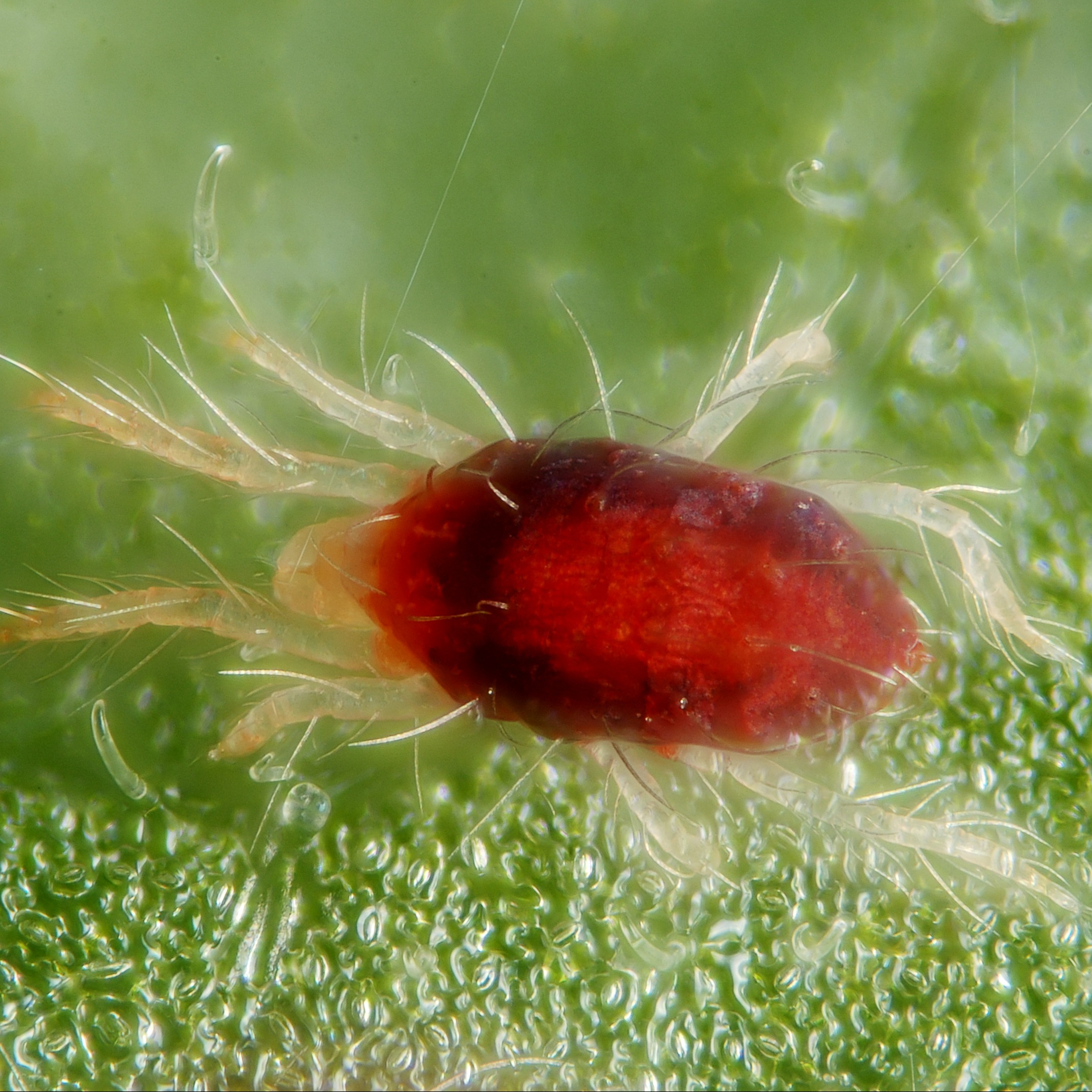 Red Spider Mite