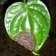 Phytophthora leaf spot