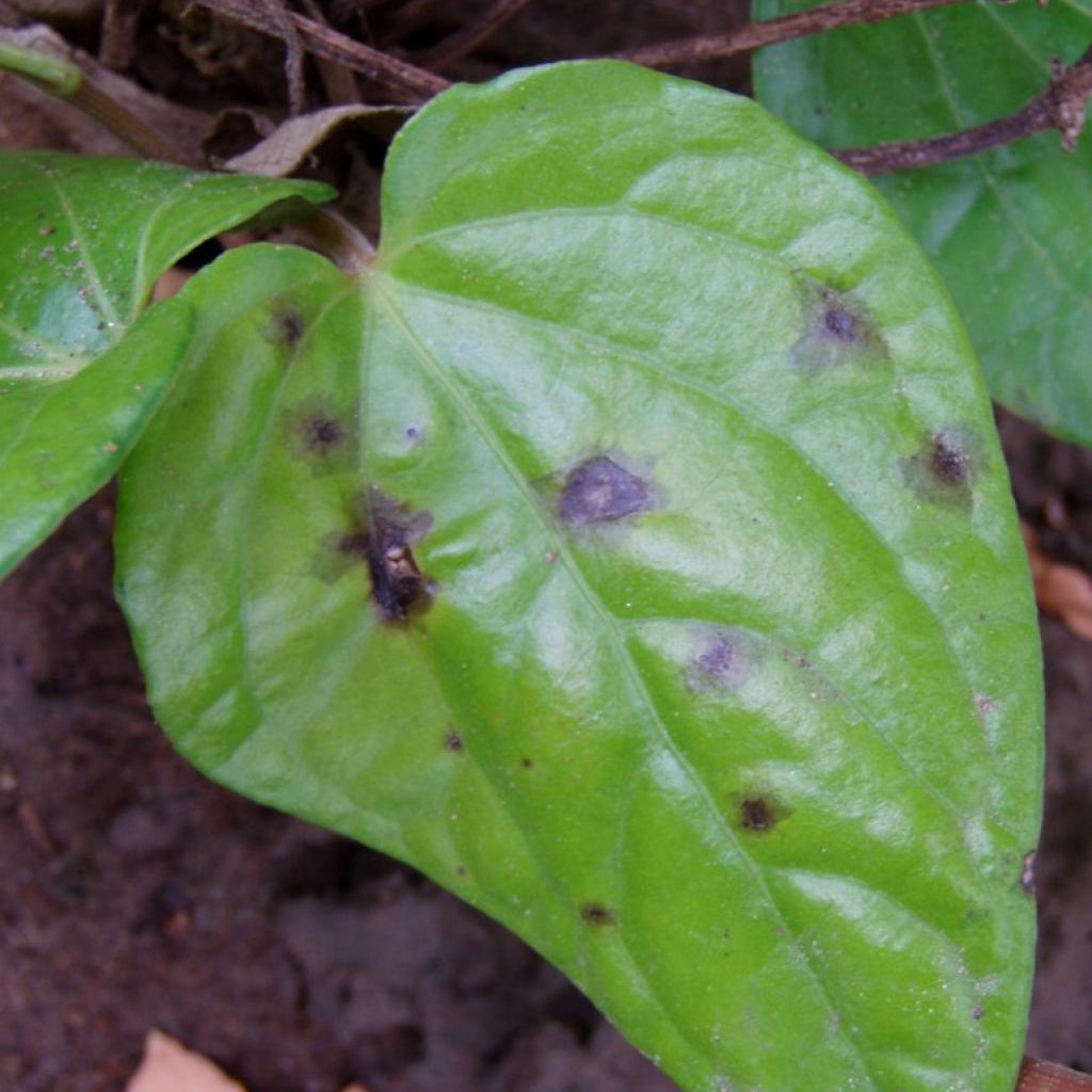 Bacterial leaf spot