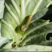 Armyworm/ Beet armyworm