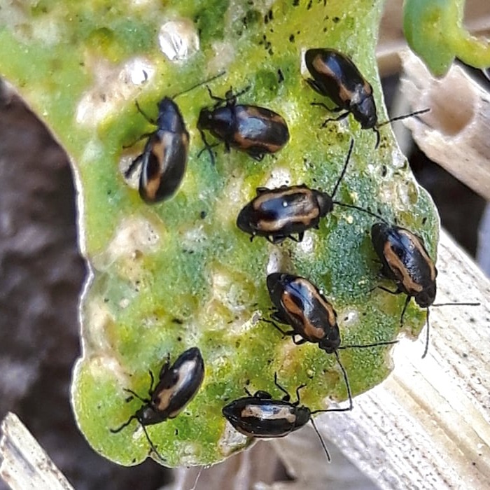 Striped bean flea beetle