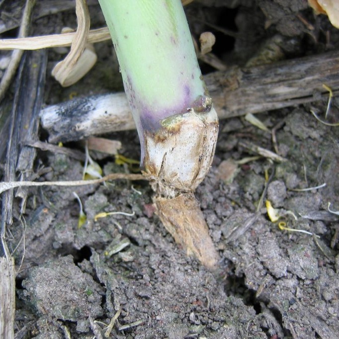 Black leg/ Black spot