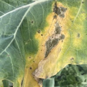 Cabbage Black Rot