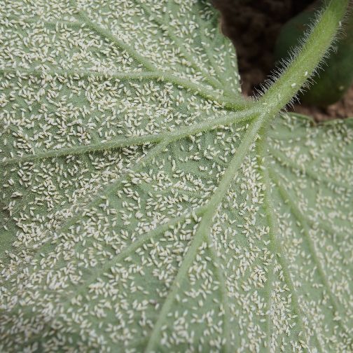 Whitefly