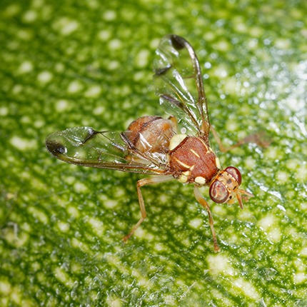 Melon Fruit Fly