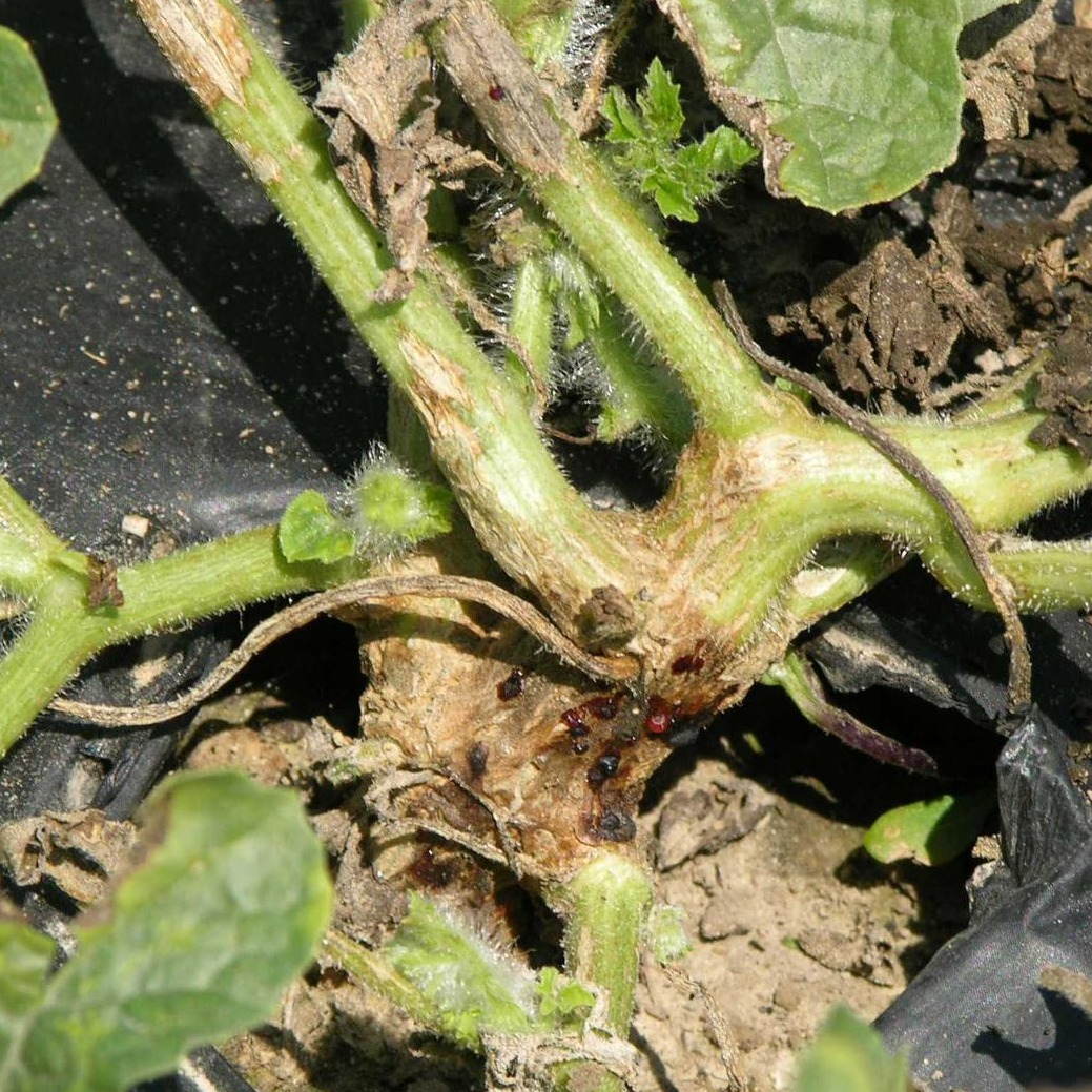 Gummy stem blight of cucurbits