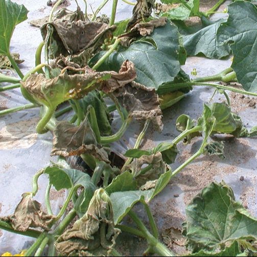 Bacterial wilt of Cucurbits