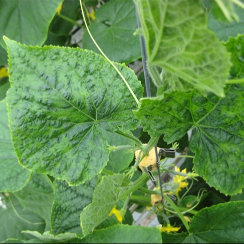 Cucumber green mottle mosaic virus disease