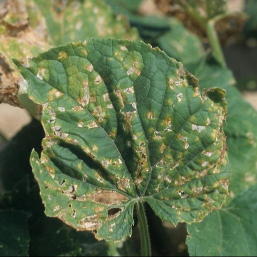 Angular leaf spot