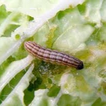 Cabbage Webworm