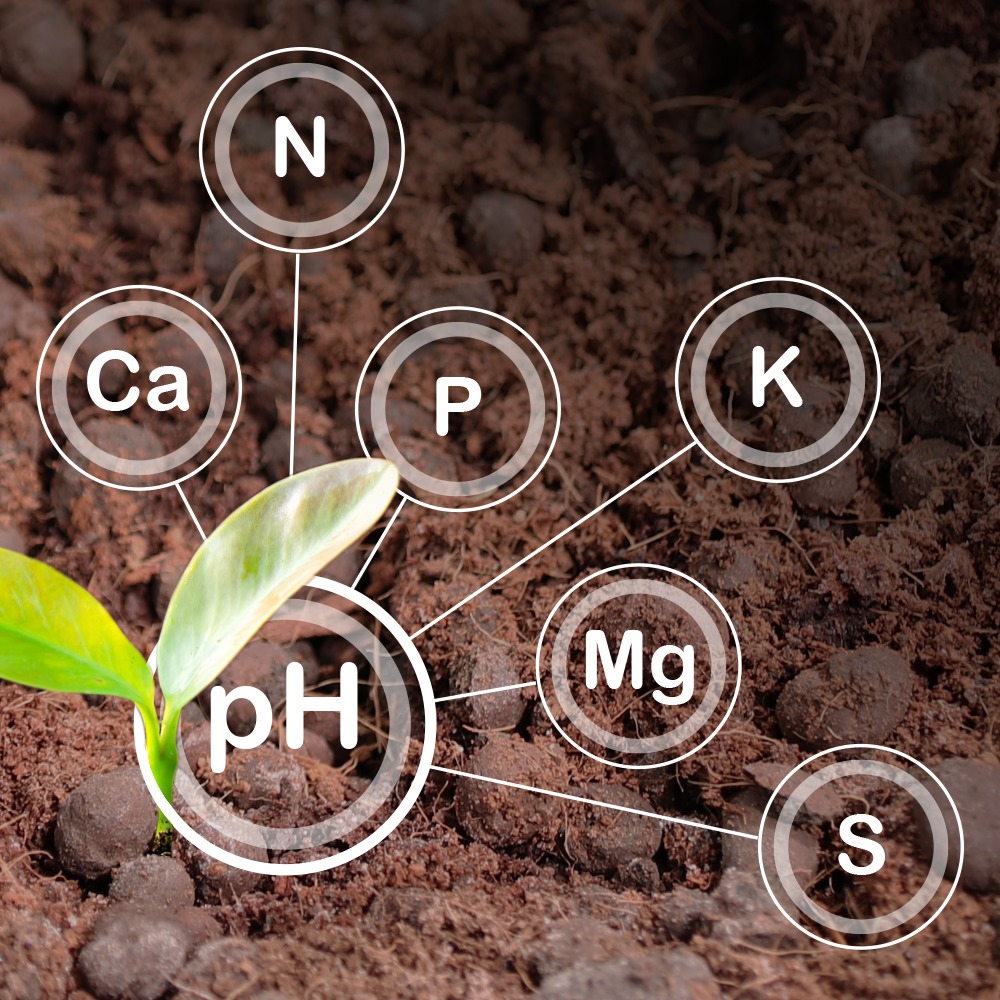 Plant Nutrient Deficiency