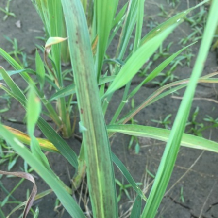 Main Nutrient Deficiency in Paddy Grown Areas