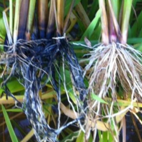 Plant Nutrient Toxicity